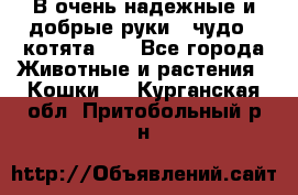 В очень надежные и добрые руки - чудо - котята!!! - Все города Животные и растения » Кошки   . Курганская обл.,Притобольный р-н